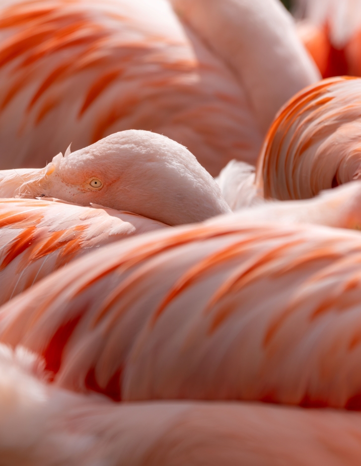 Picture shows a flamboyance of Chilean flamingos. You can see the head of one within the photo.